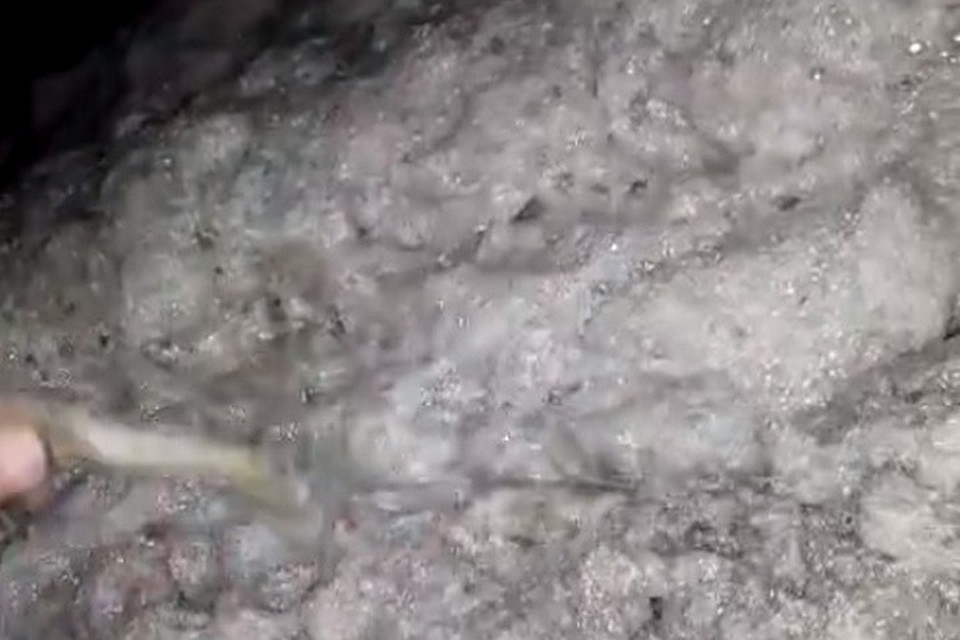 фото: скриншот видео