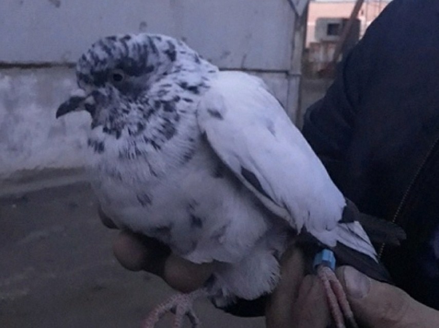 «Тут собаки и кошка-охотница»: в Красноярске на одном из заводов обнаружили породистого голубя Фото: Милада Сабирова