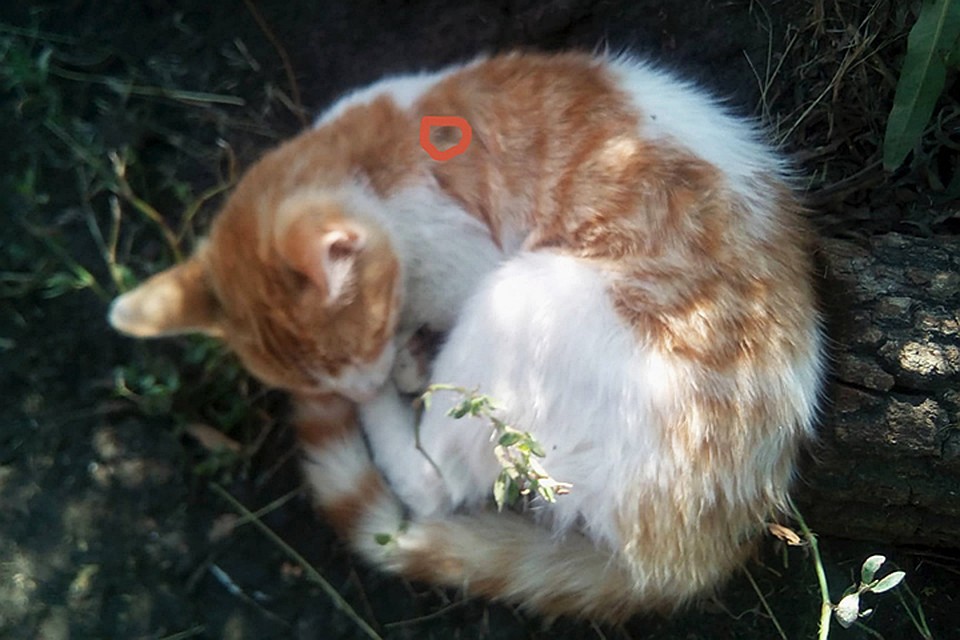 Котяка-неубивака, который чудом выжил. Фото: "Леший"