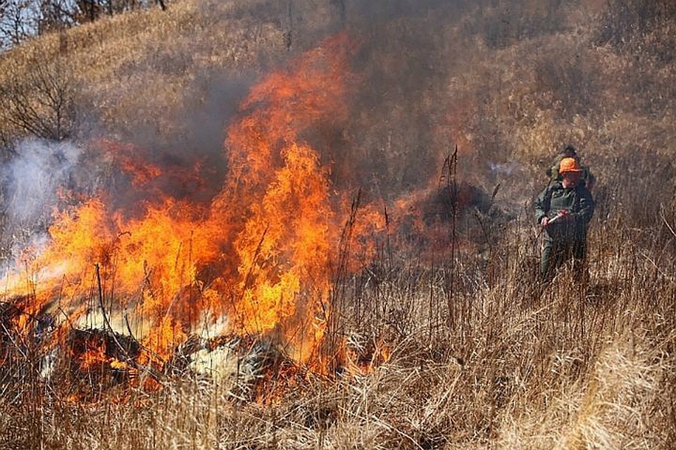 Из-за сухой погоды в Приморье могут возникнуть лесные пожары