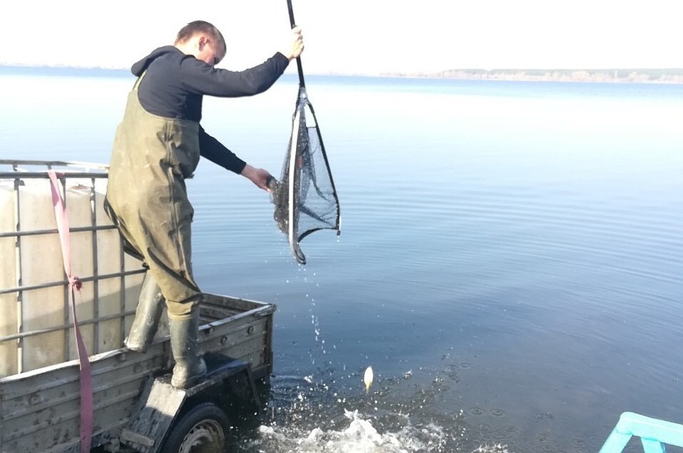 Около 7000 штук малька выпустили в Старооскольское водохранилище. Фото пресс-службы администрации Старооскольского городского округа