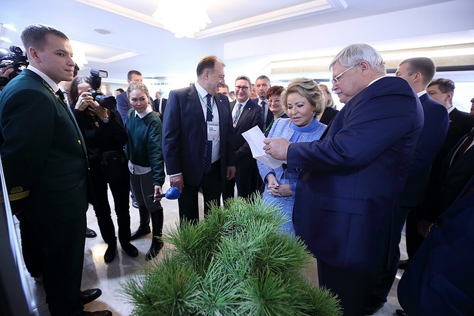 Кедр – символ и гордость земли томской. Фото: tomsk.gov.ru