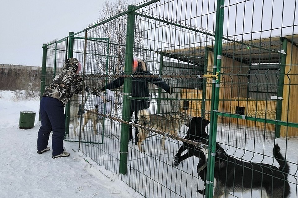 В Лабытнанги бездомных собак заселили в новый вольер с будками Фото: Администрация Лабытнанги