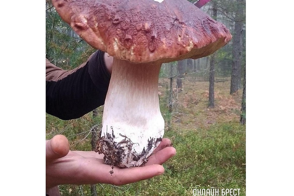 Брестский боровик завесил на 1,1 килограмма. Фото: