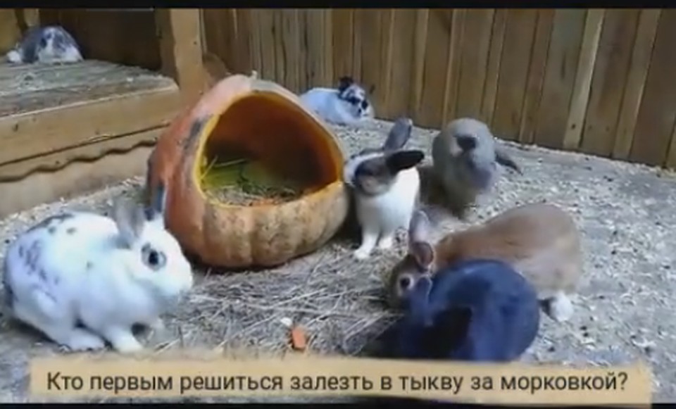 Фото: скриншот из видео.
