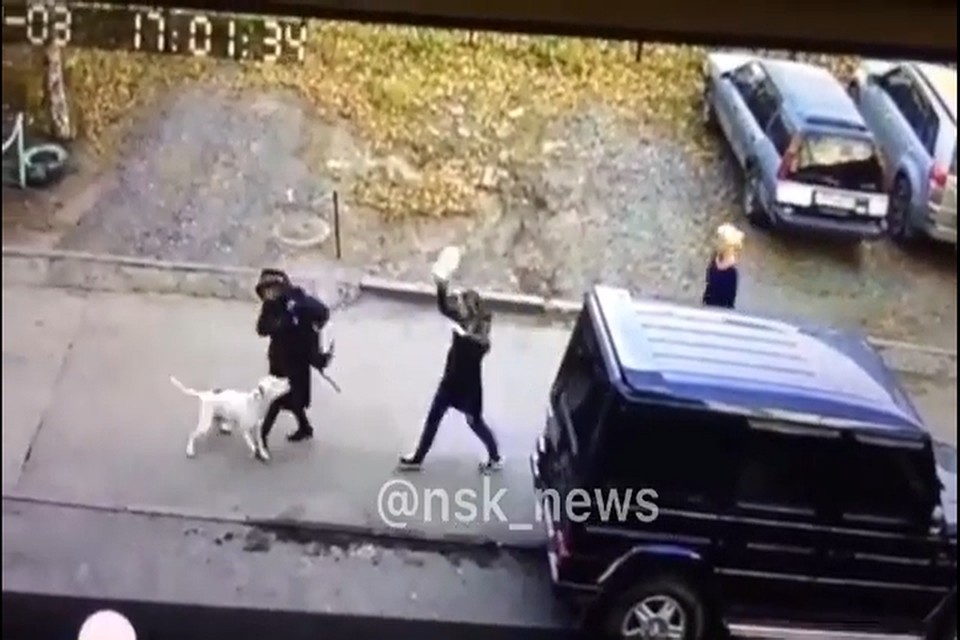 Питбуль гулял без намордника и поводка. Фото: соцсети