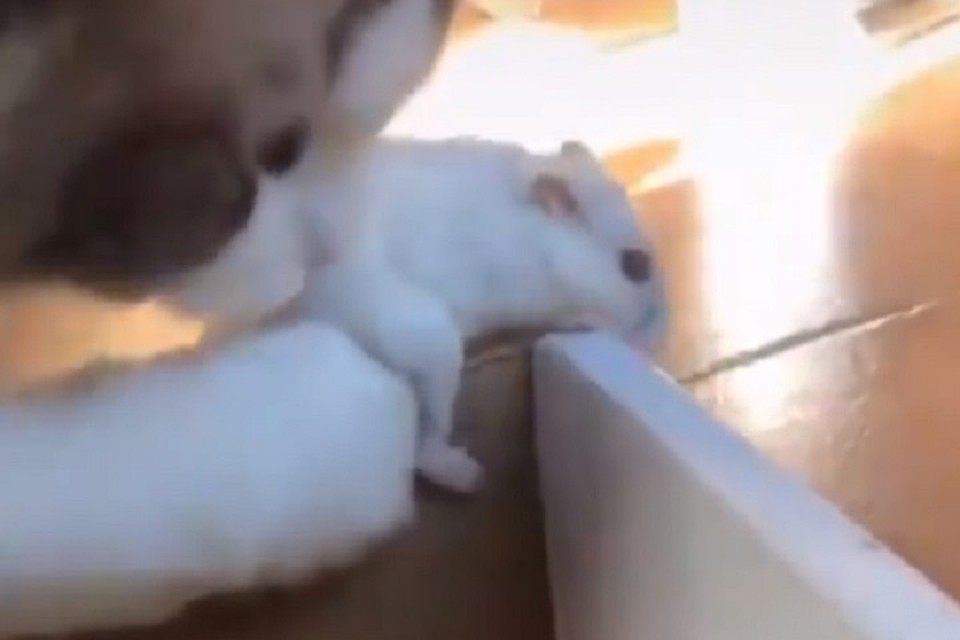 Дружба между котом и грызуном случается редко, но если уж случается, то самая настоящая