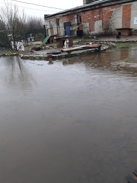 Фото: "Зоозащита". Питомцев пришлось переселять на относительно сухие места.