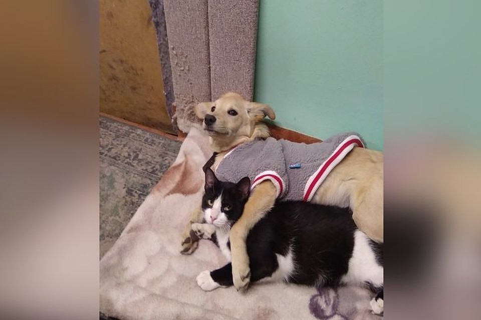 Щенок подружился с котом, когда у него случилась буда. Фото: приют для животных «Кошкино лукошко»