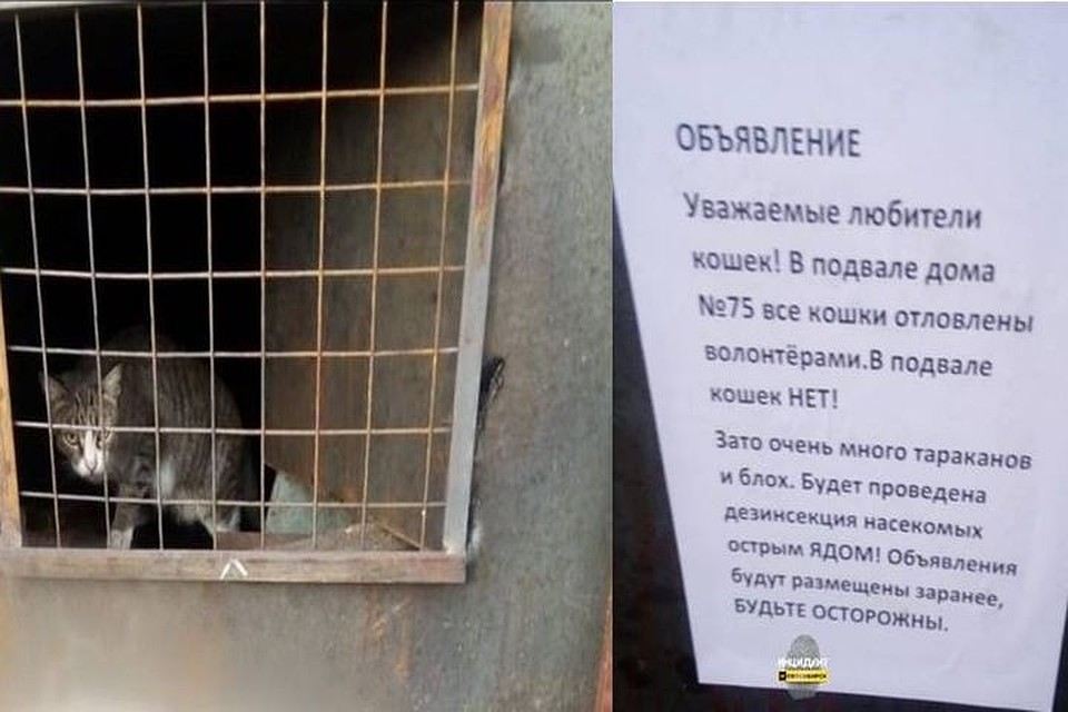 Котов живьем замуровали в подвале, при этом там будут травить насекомых. Фото: «Инцидент Новосибирск»