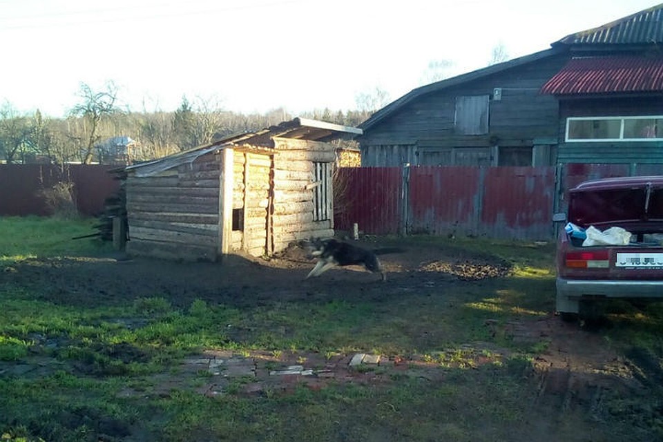 Соседи обвиняют ветеринара в зверском расстреле собак. ФОТО: "Нижний Новгород. Без цензуры".