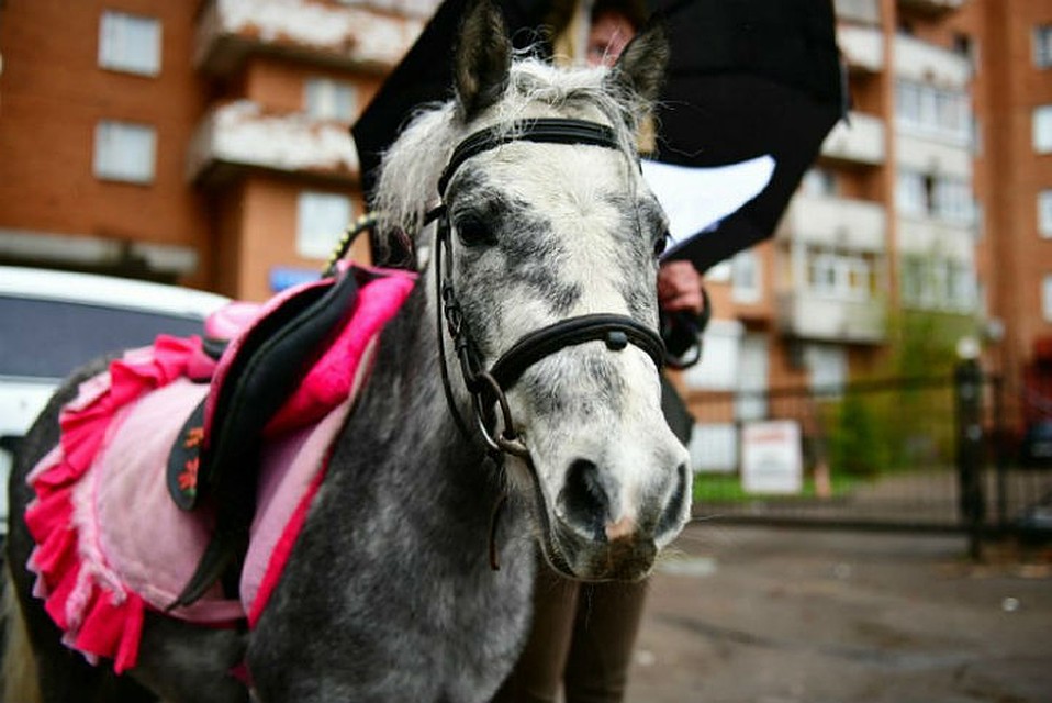 Ветеринарные документы нужно оформлять каждый раз при выводе животного в общественное место