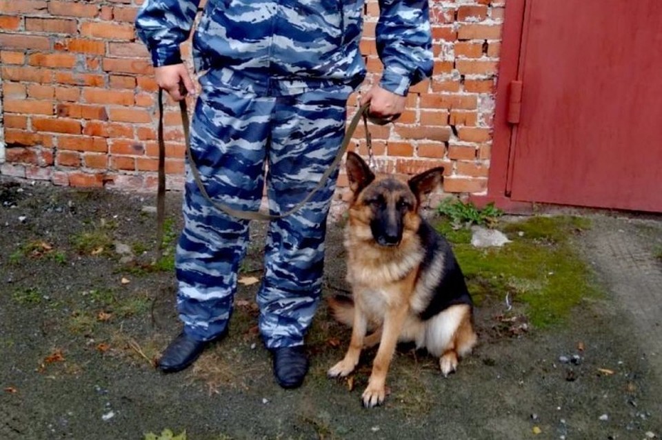 Фото: Овчарка Вита помогла задержать преступника по горячим следам.