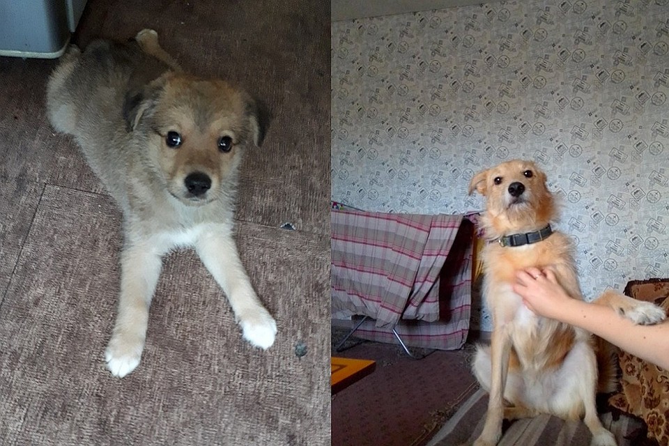 Эти снимки сделаны с разницей около года. Фото: https://vk.com/cat_nsk