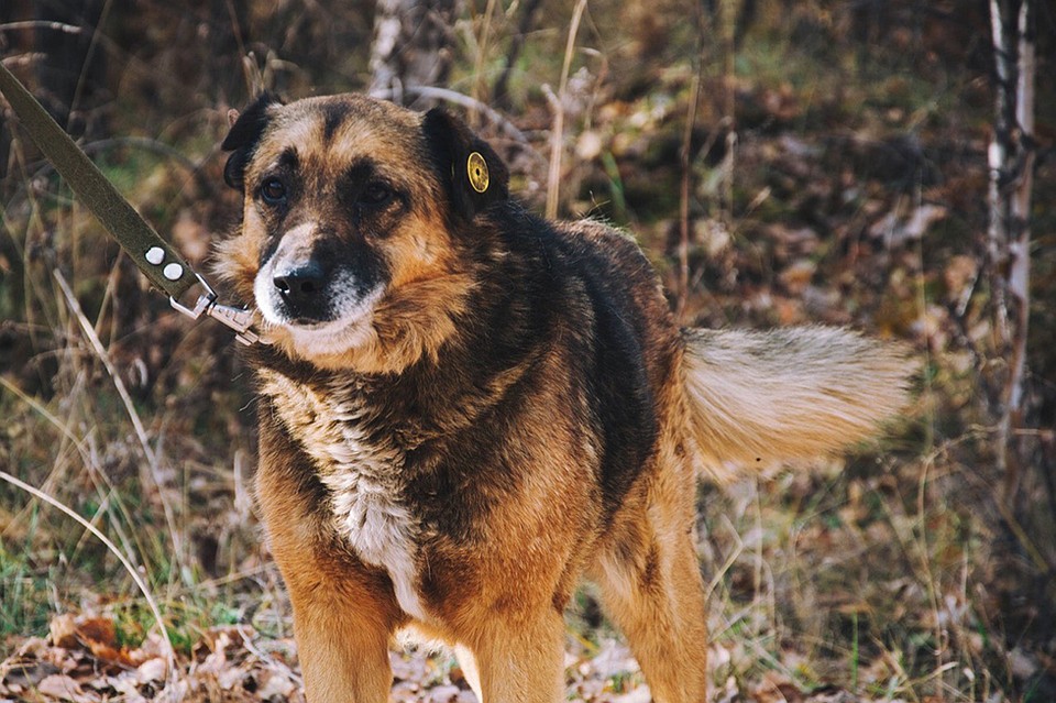 Пес с кошачьим именем Барсик