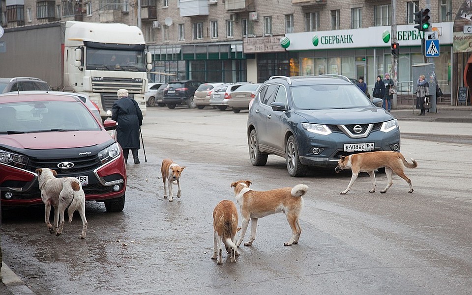 Бродячие псы освоились в наших городах.