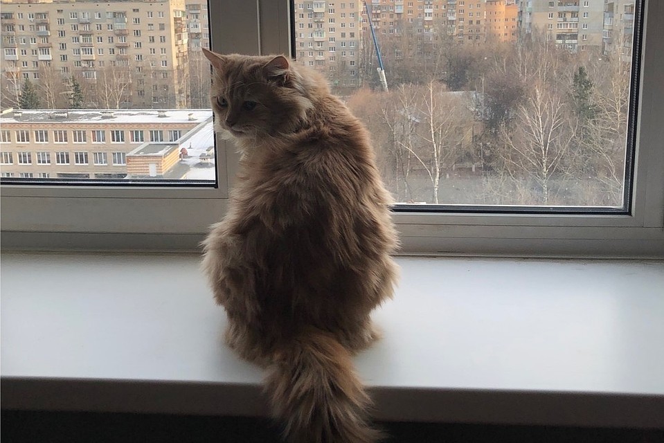 Кот из Ялты теперь живет в Москве. Фото: ПОДСЛУШАНО ЯЛТА/VK