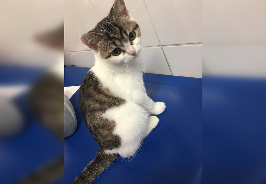 Котенок в клинике. Фото предоставлено волонтерами