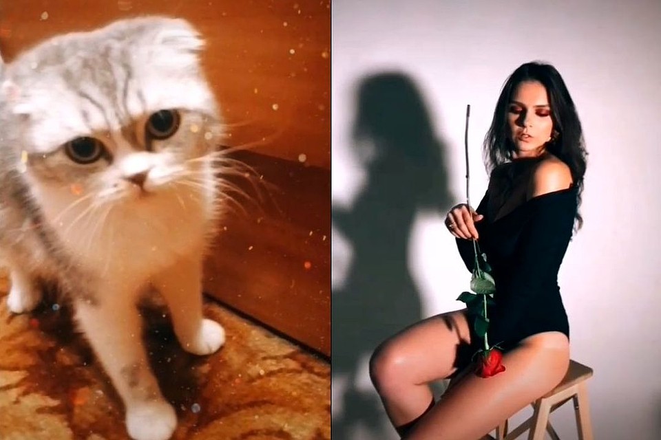 Кошка набрала в TikTok больше просмотров, чем Аня.