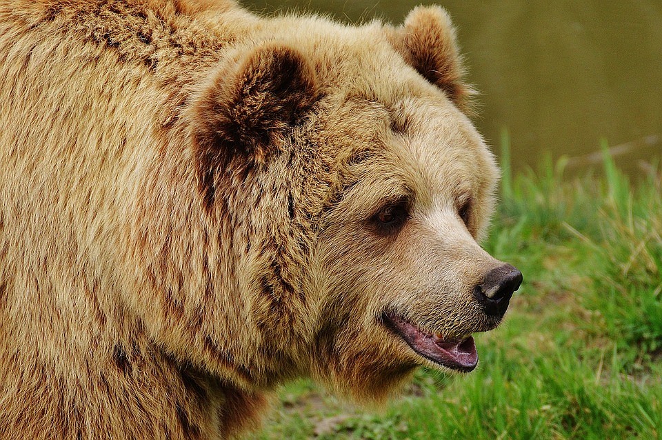 Фото: pixabay.com