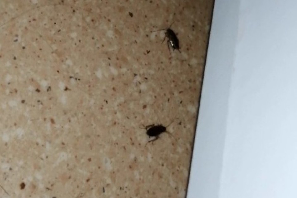 Тараканы в детской больнице на Баумана, 17. Фото: группа ВКонтакте "Подслушано Пермь"