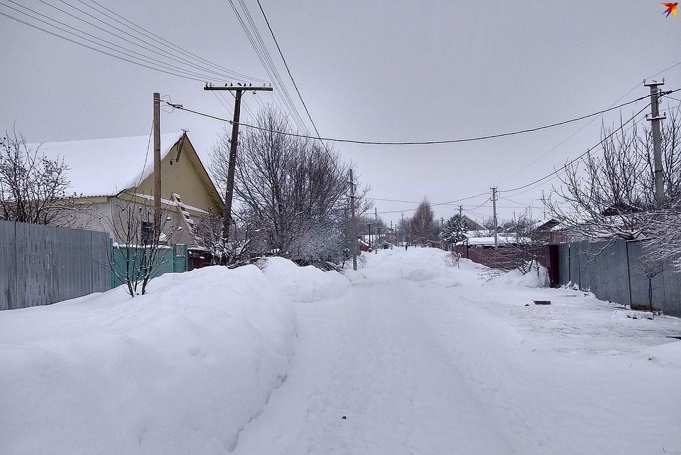 В поселке Тепличный бродячие собаки терроризируют жителей