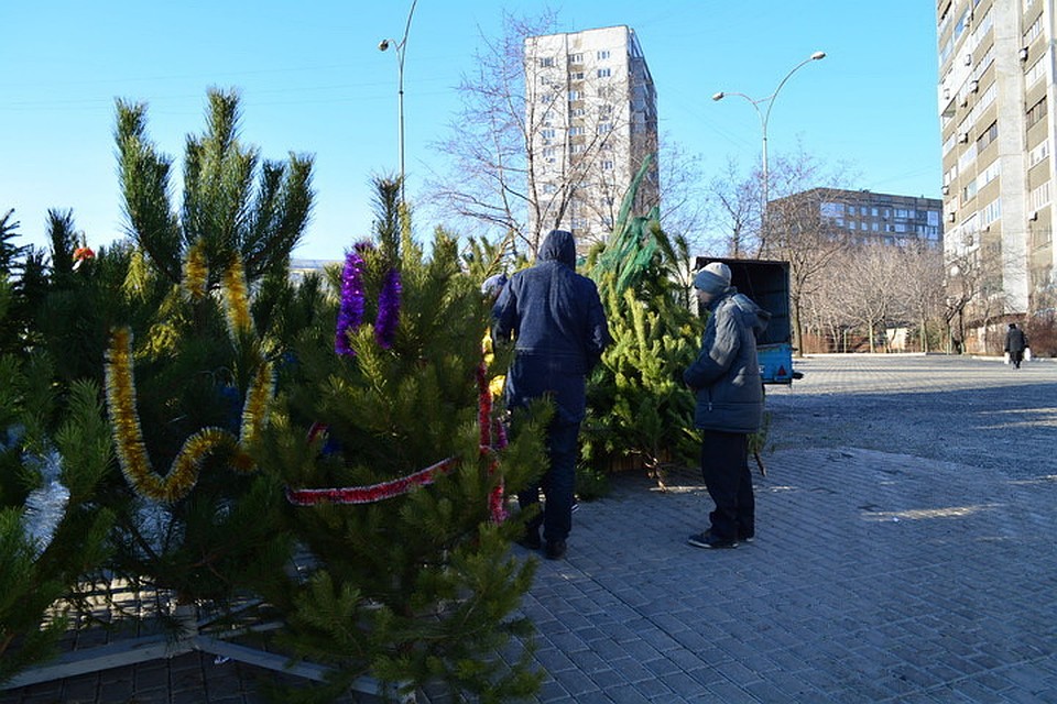 Скоро во всех микрорайонах Донецка и Луганска можно будет приобрести сосенку на свой вкус и кошелек