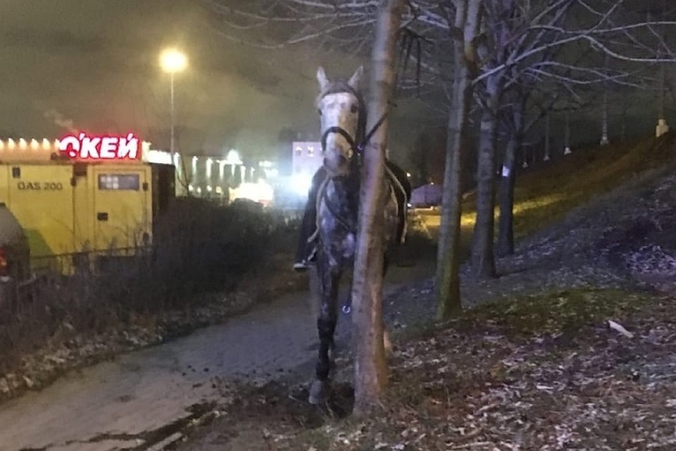 В центре Петербурга сбежала лошадь. Поймать ее удалось на Московском проспекте