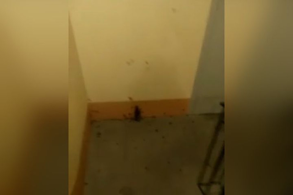 Кучку тараканов сняли на видео, но, видимо, сначала их специально выпустили.