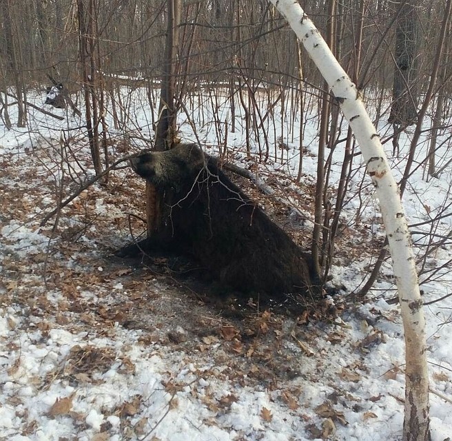 Фото: департамент охоты и рыболовства Самарской области