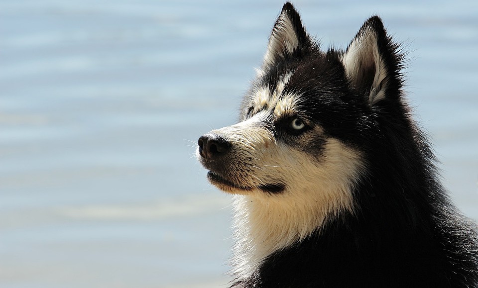 Фото: pixabay.com