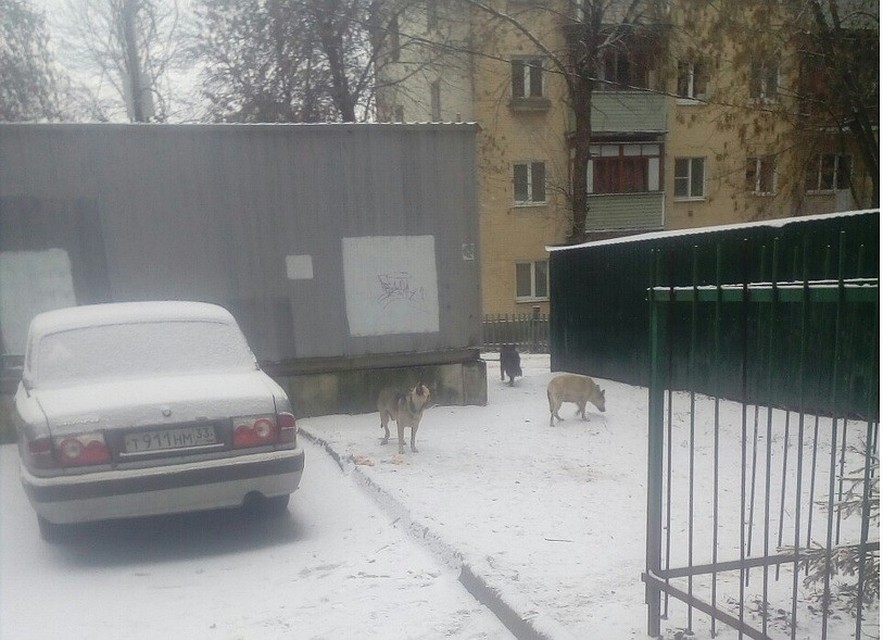 Во дворах за остановкой "Ул.Полины Осипенко" собаки покусали бабушку