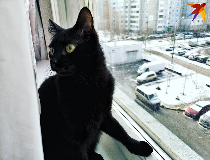 По примете, если кошка скребет пол - это к сильному ветру и снегу.