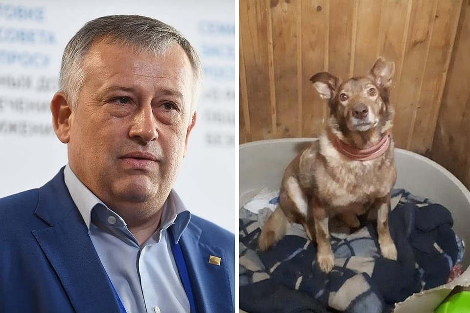 Губернатор Александр Дрозденко рассказал в Инстаграме о судьбе песика Хэппи. Фото: Максим Григорьев/ТАСС и Инстаграм.