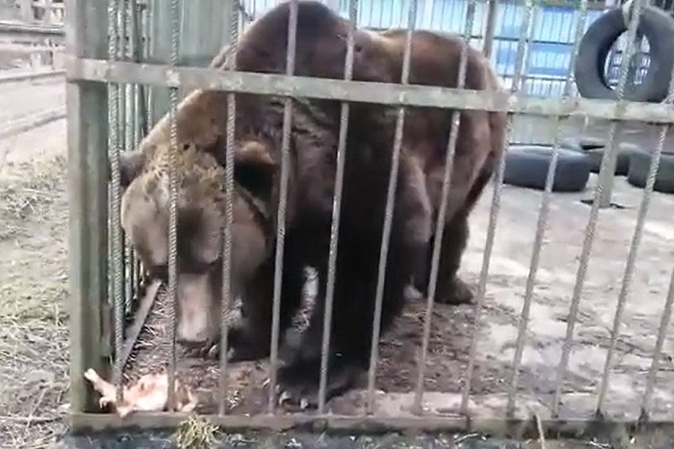 Медведи вышли из спячки из-за аномально теплой зимы в Петербурге
