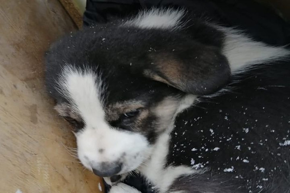 Щенка не принимают в родной будке после того, как его подобрала женщина и выбросила. Фото: Ольга Бакунина