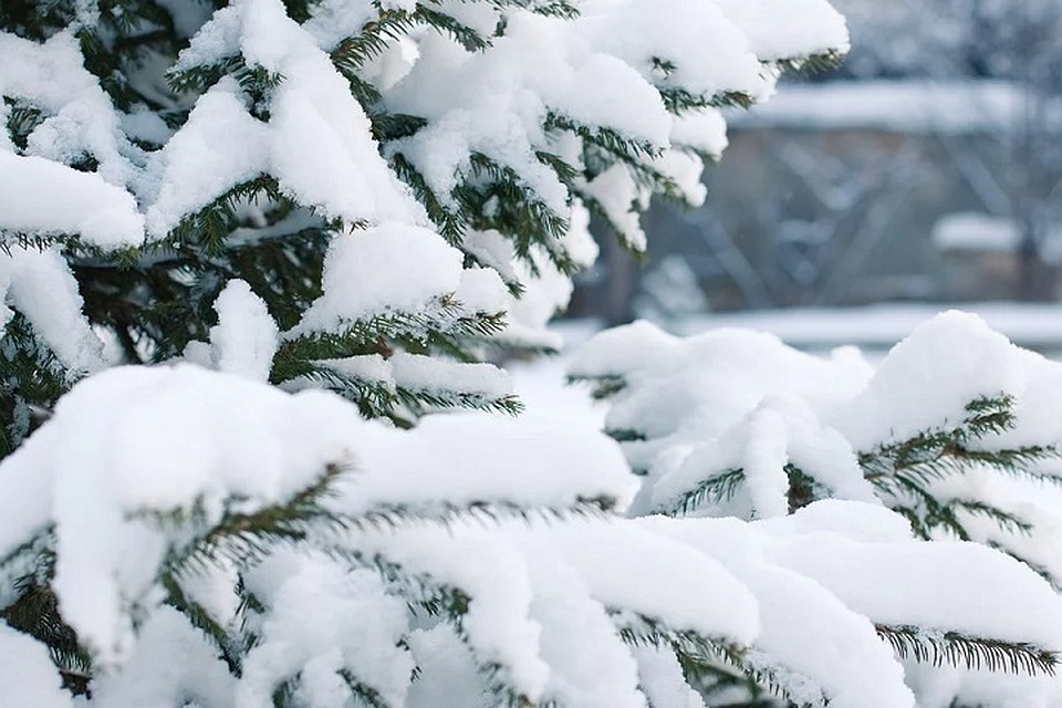 Погода на Ямале 21 января: ветер утихнет Фото: pixabay.com
