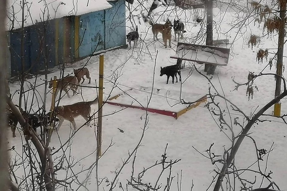 А вы сталкивались с агрессивными собаками?