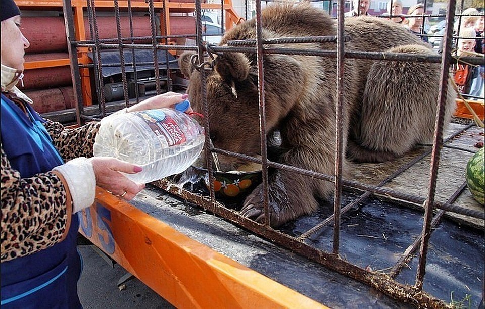 Медведь Афанасий