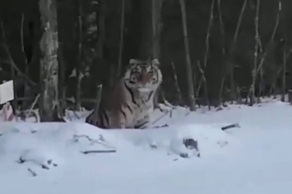 Скриншот видео