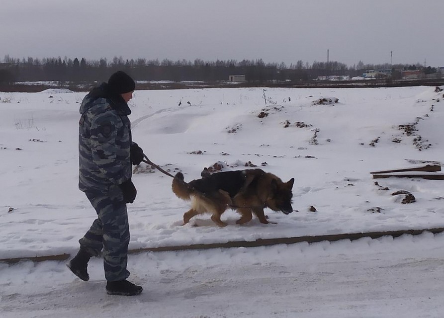 Собака Дагира