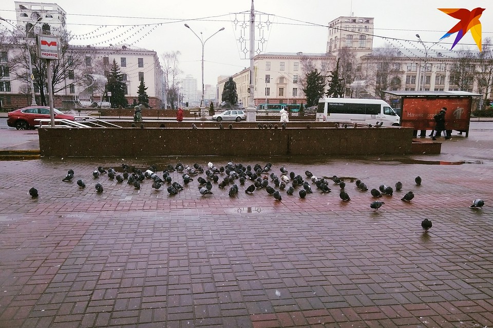 Оставшимся в городе на зиму птицам такая погода, наверное, нравится.