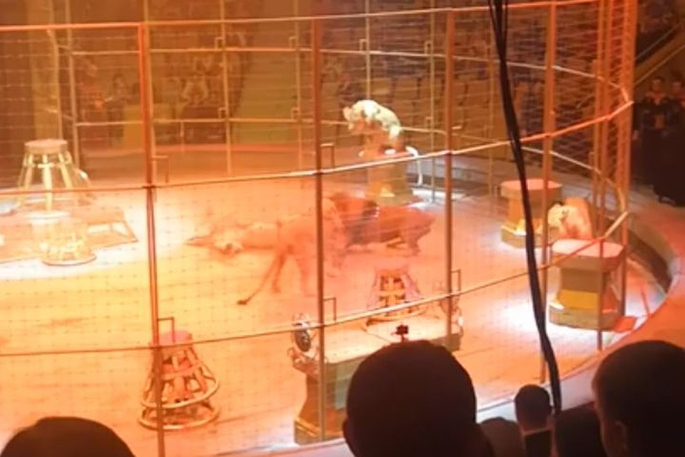 Хищники что-то не поделили во время представления. Фото: кадр с видео пользователя youtube.com Маргарита Маргаритка