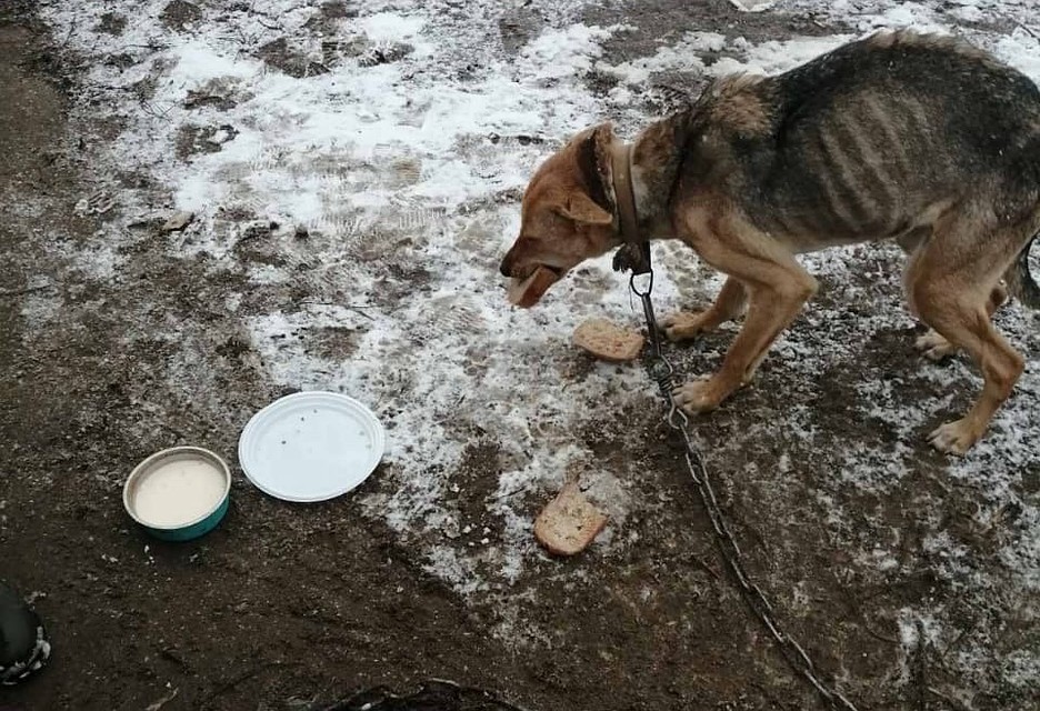 Фото: волонтеры "Лисена"