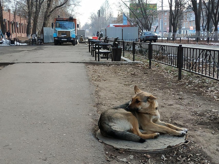 Бродячих собак убивать запрещено, но и с нападениями на людей надо что-то делать