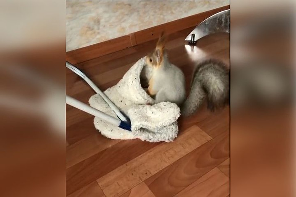 Белка Соня забавно играет с домашними тапочками хозяйки. Фото: кадр из видео