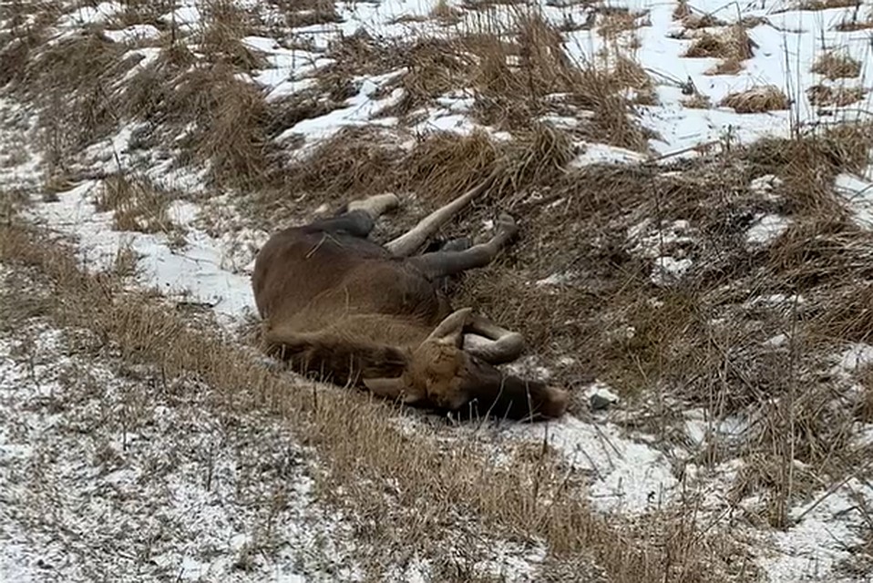 На трассе под Гатчиной водитель сбил лося и не остановился. Фото: скриншот видео vk.com/avtogatchina / Полина Золотовская