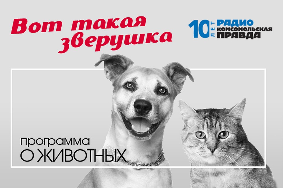 Разбираемся вместе с ветеринарным врачом и отвечаем на вопросы слушателей