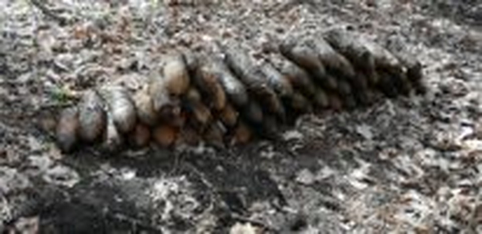 В Белгородской области обнаружены боеприпасы времен Великой Отечественной войны. Фото пресс-службы МЧС Белгородской области