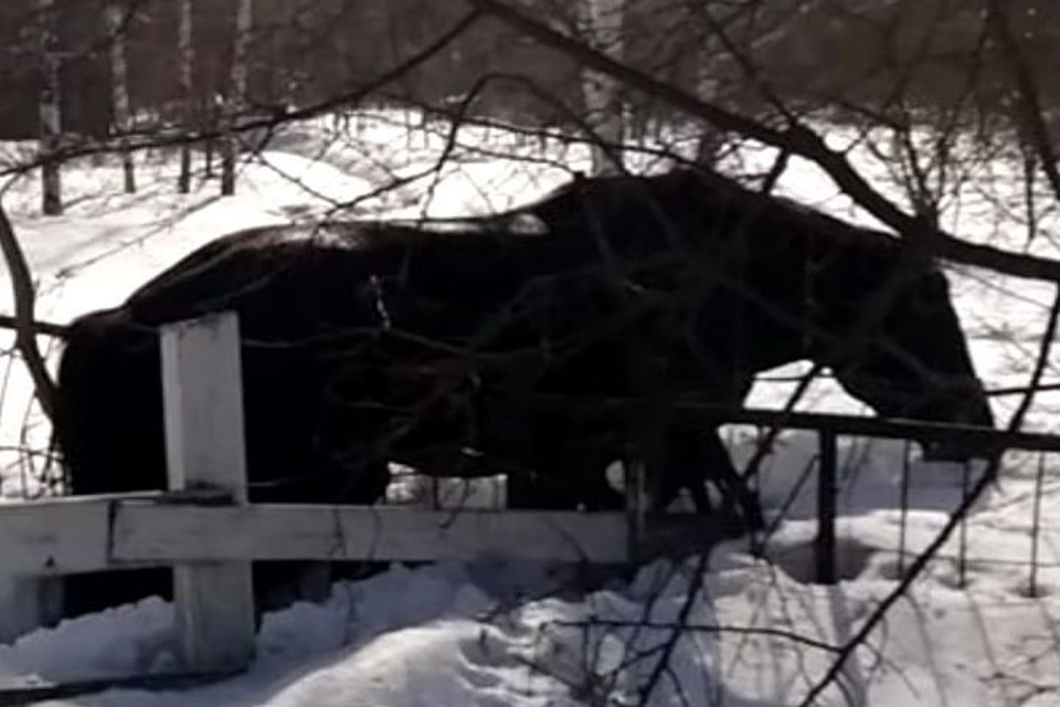 Конь во время тренировки повис на заборе. Фото: МАСС Новосибирск